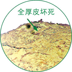 首页-BB贝博艾弗森公司官网